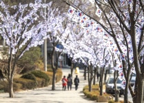 나무에 태극기꽃…용산구 3.1절 효창공원에 태극기거리