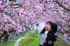 경북 청도 하우스 안에 활짝 핀 복사꽃