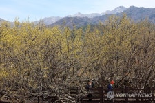 봄꽃 산수유 개화