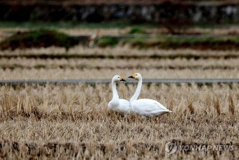 울산 울주군 들녘 찾은 천연기념물 '고니'