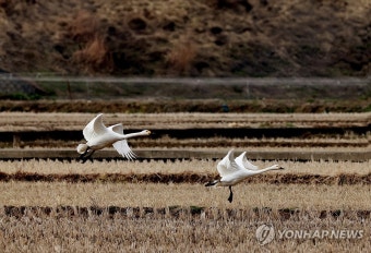 울산 울주군 들녘 찾은 천연기념물 '고니'