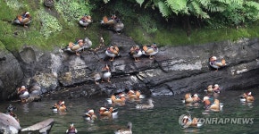원앙의 천국, 서귀포 천지연폭포