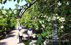 고온다습 제주 겨울…감귤 새순·꽃 피는 시기 앞당겨질듯