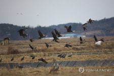서산 천수만에 전 세계 흑두루미 70% 모였다