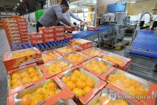 신선과일 가격 도미노 폭등