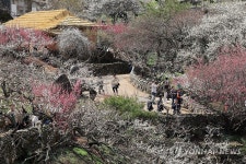 봄꽃 핀 매화마을