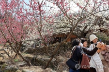 봄향기 나는 매화마을