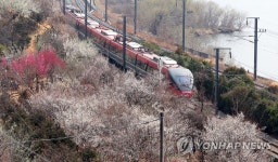 낙동강변 따라 봄꽃 펑펑…양산·김해서 매화축제 9일 개막