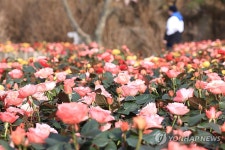 제주엔 봄 장미도 활짝