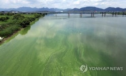 경남도, 올해 낙동강 녹조 대응·소나무재선충병 방제 강화
