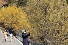노란 산수유꽃 만발