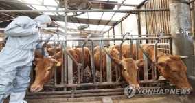 농식품부, 4월 구제역 백신접종…전국 소·염소농장 대상