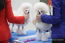 도그쇼 준비