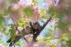 벚꽃과 직박구리