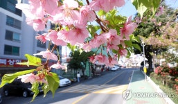 마산합포구 벚꽃