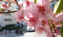 마산합포구 벚꽃
