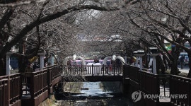 개화 앞둔 진해 벚꽃