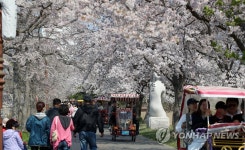 경포벚꽃축제 역대 가장 이른 개막 포기…꽃이 피지 않아