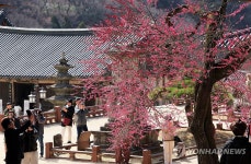 화엄사 홍매화 만개