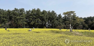 노란 유채꽃 물결 일렁이는 제주