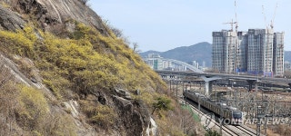 응봉산 개나리 만개
