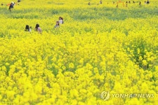 [서귀포소식] 30·31일 가시리서 서귀포유채꽃축제