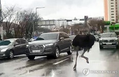 생태체험장 탈출한 타조