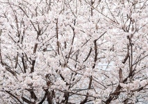 서운동성당 자판기 | 청주 서운동 성당에 먼저 찾아온 벚꽃