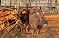 강원 고성군, 칡소 사육 확대 추진…씨암소 육성 관리