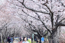 낙동강 제방 벚꽃 터널