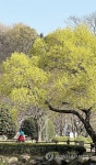 푸릇푸릇