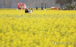 노란 창녕의 봄