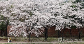 연분홍 화사한 벚꽃길 산책