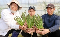 봄 맛은 아삭, 봄기운 쑤욱…해남 아스파라거스 수확