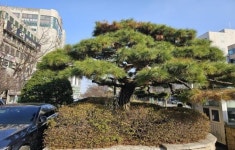 철거 앞둔 109년 역사 유성호텔, 상징 소나무는 명맥 이어간다