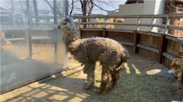 갈비사자 바람이는 구조됐지만…문제해결 요원한 부경동물원