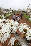 배꽃 만개한 나주배 농장