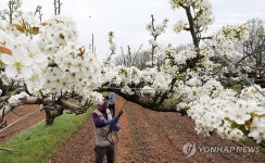 배꽃 만개한 나주배 농장