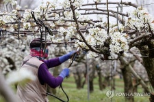 인공수분 작업하는 나주배 농장