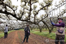 인공수분 작업하는 나주배 농장