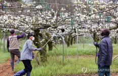 배 농장 인공수분 작업