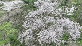 272살 제주 왕벚나무가 선사한 감동의 꽃잔치