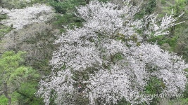 272살 제주 왕벚나무가 선사한 감동의 꽃잔치