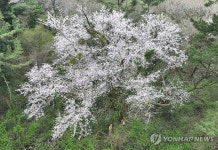 272살 제주 왕벚나무가 선사한 감동의 꽃잔치