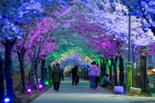 여기도 벚꽃 명소…동해시 전천 제방길 주야간 명승지 주목