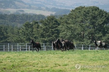 초지로 달려 나가는 승용마들