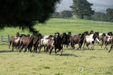 초지로 달려 나가는 승용마들