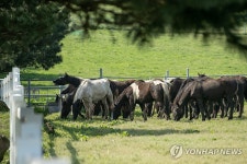 농진청, RDA승용마 난지축산연구소 초지에 방목