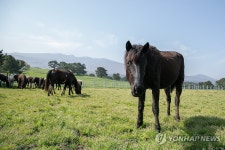 농진청, RDA승용마 난지축산연구소 초지에 방목