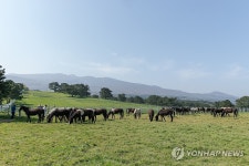 농진청, RDA승용마 난지축산연구소 초지에 방목